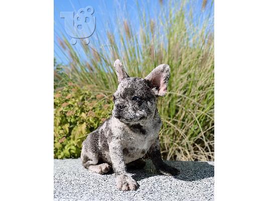 PoulaTo: French bulldog puppy for sale