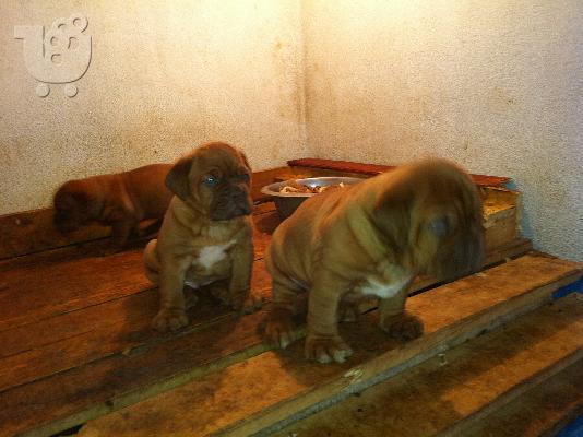 Πωλειται κουταβι- dogue de bordeaux