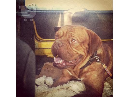 πωλειται θυλικο μαστιφ κουταβι- dogue de bordeaux