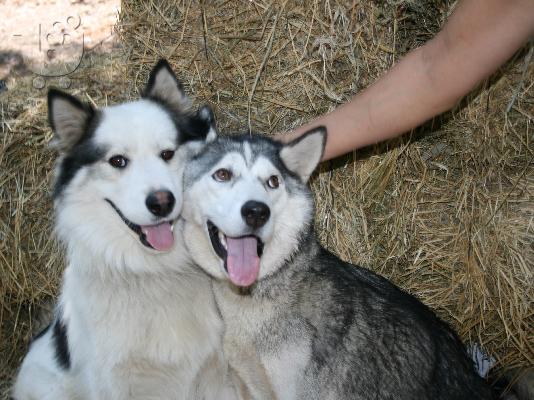 Siberian Xaski