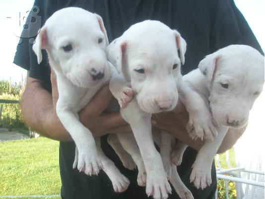PoulaTo: Polounte koutavia Dogo Argentino
