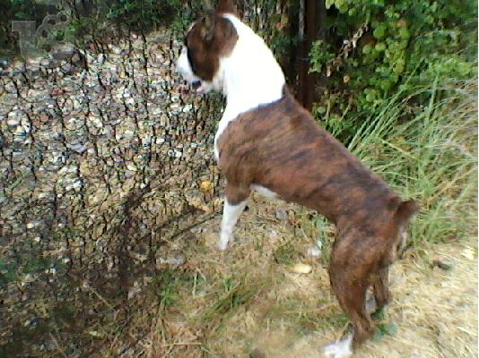 boxer