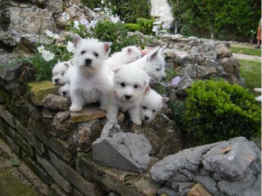 PoulaTo: WEST HIGHLAND TERRIER