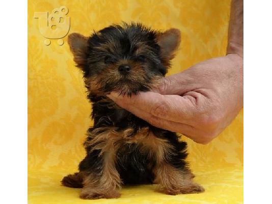 YORKSHIRE TERRIER