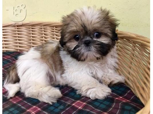 Imperial Shih Tzu κουτάβια κορίτσι και αγόρι προς πώληση