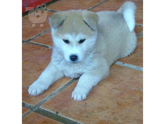 PoulaTo: καθαρόαιμο κουτάβι akita inu
