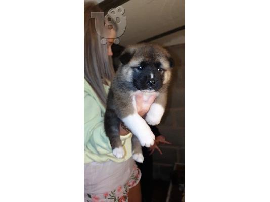 Όμορφη αμερικανική Akita Pups