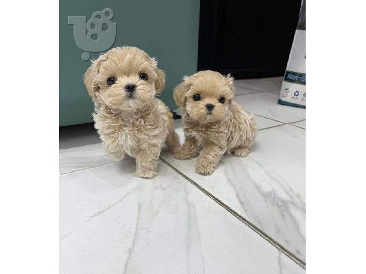 PoulaTo: Maltipoo για υιοθεσία