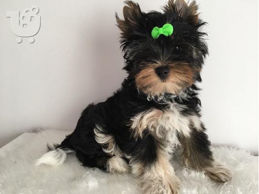 Yorkshire Terrier σκυλιά και κουτάβια προς πώληση