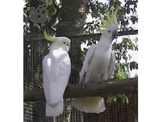 PoulaTo:  μιλώντας παπαγάλος cockatoo για € 200