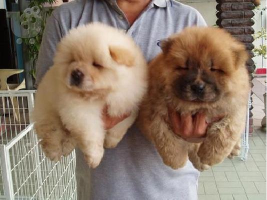 PoulaTo: Δωρεάν Chow chow brawn&white για να πάτε σπίτι ως χριστουγεννιάτικο δώρο