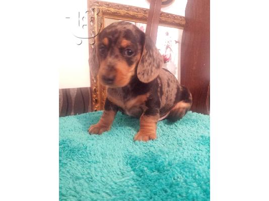 Μικροσκοπικά κουτάβια Dachshund