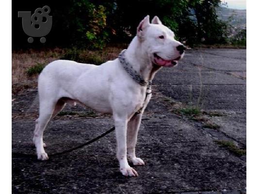 DOGO ARGENTINO