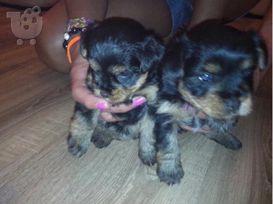 Yorkie