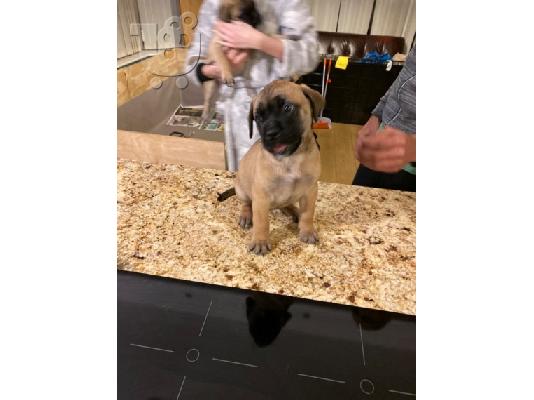 Ωραία κουτάβια τεριέ BULLMASTIFF