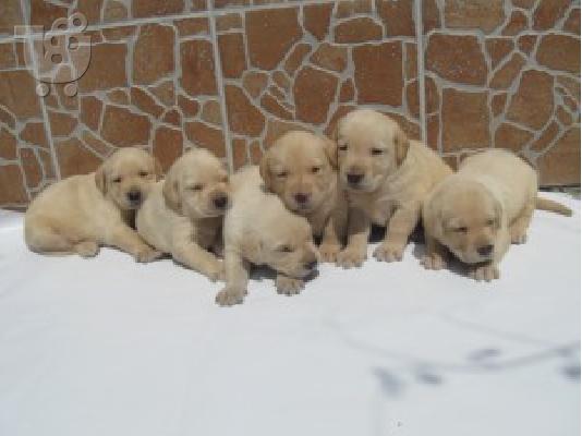 PoulaTo: LABRADOR