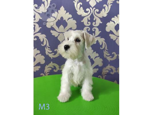 Λευκή μινιατούρα Schnauzer κουτάβια προς πώληση