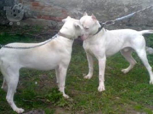 DOGO ARGENTINO