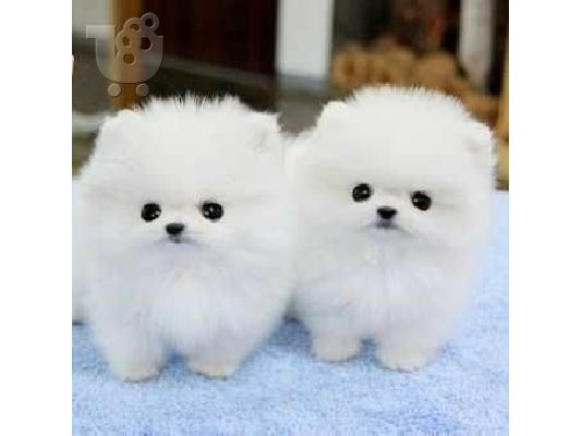 PoulaTo: πομερανικό κουτάβια / pomeranian puppies