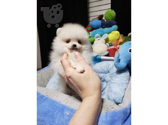 Γυναίκα AKC Pomeranian κουτάβι