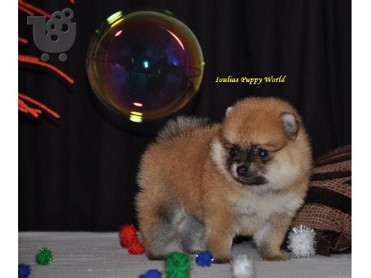 PoulaTo: Pomeranian Toy