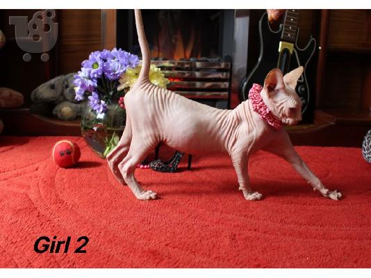 PoulaTo: Όμορφα γατάκια Sphynx