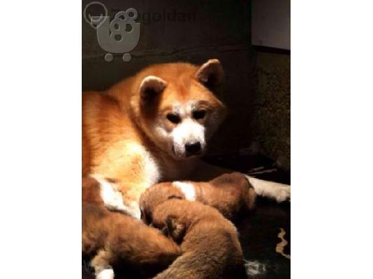 PoulaTo: AKITA INOU TOP