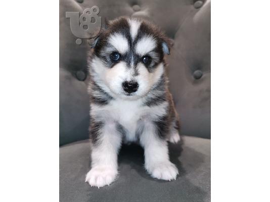 Εκπληκτικά κουτάβια Pomsky