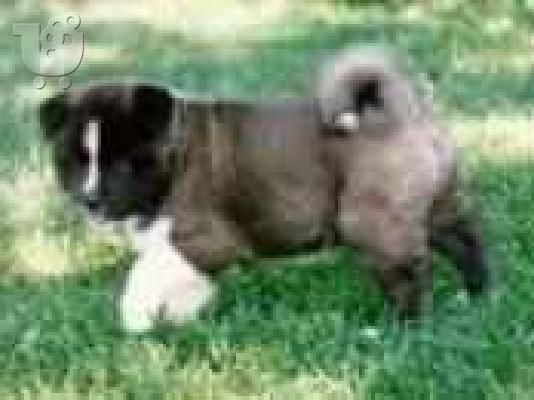 PoulaTo: (AKITA (ΑΚΙΤΑ))