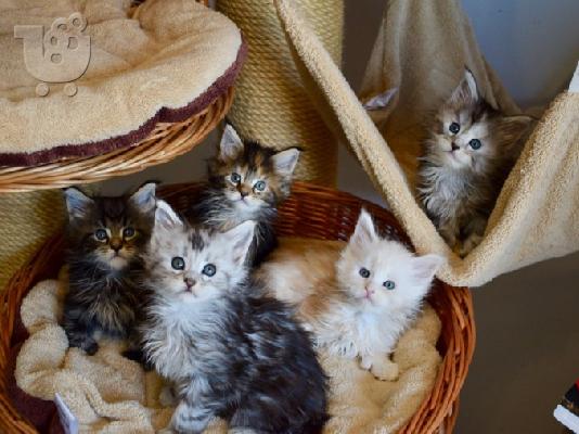 PoulaTo: Εγγραφή Maine Coon Kittens