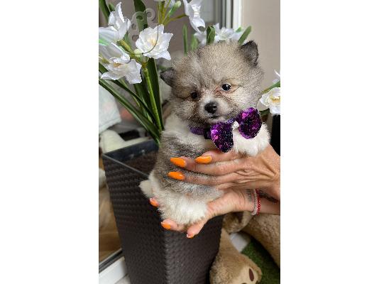 Pomeranian Spitz κουτάβια + ΔΩΡΟ