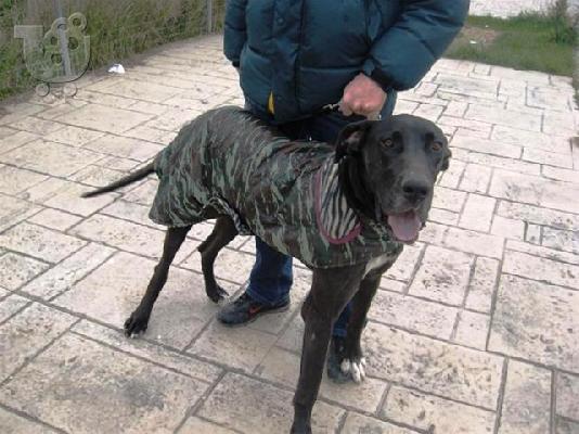 ΚΑΘΑΡΟΑΙΜΗ ΜΟΛΟΣΣΟΣ ΧΑΡΙΖΕΤΑΙ
