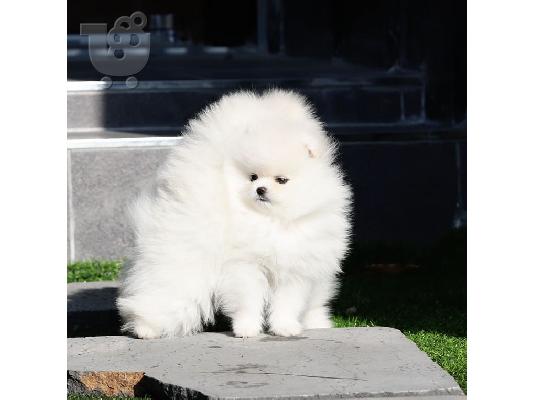PoulaTo: Καταπληκτικά κουτάβια από Pomeranian!