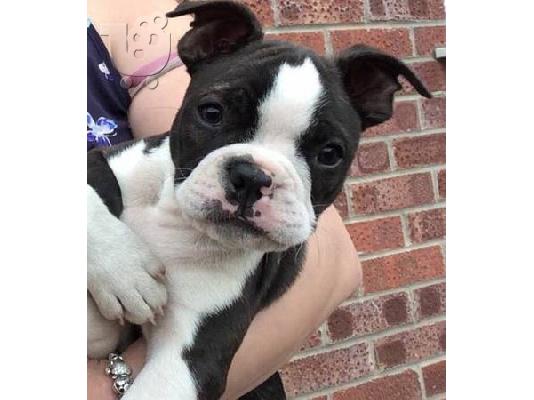 Δύο γυναίκες Boston terrier κουτάβια