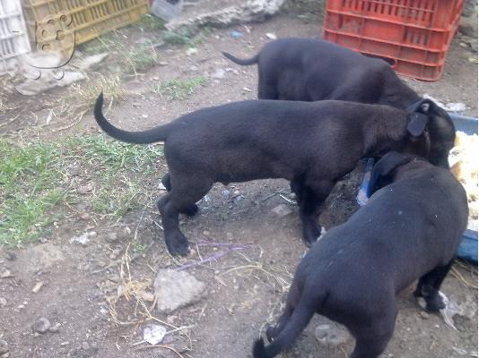 AMERICAN PITBULL TERRIER