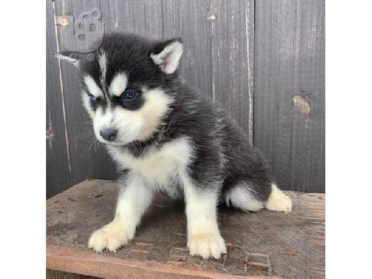 PoulaTo: Διαθέσιμα κουτάβια Pomsky