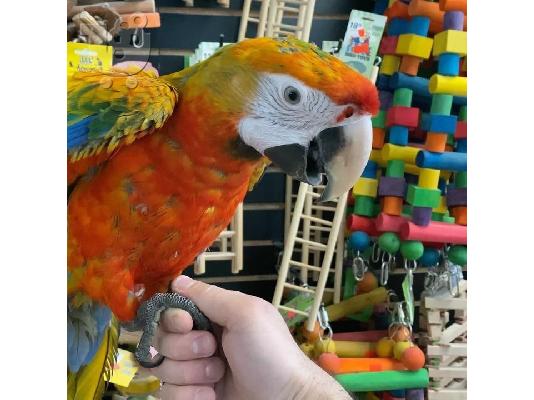 PoulaTo: Αγοράστε παπαγάλους Camelot macaw