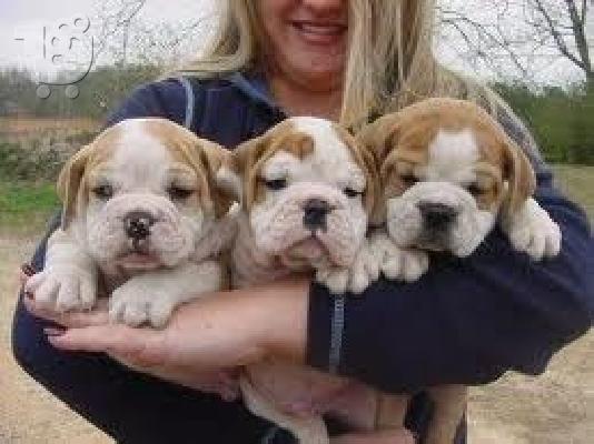 PoulaTo: english bulldog