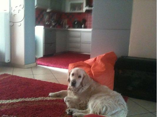 Ζητείται θηλυκό golden retriever για ζευγάρωμα