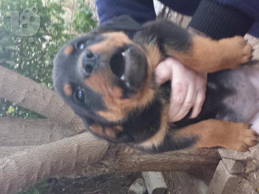 Καθαρόαιμα rottweiler