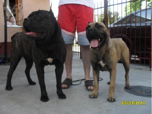 PoulaTo: CANE CORSO