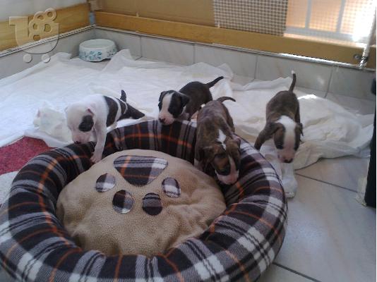PoulaTo: PIT-BULL Staffordshire