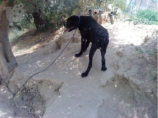 ΚΑΝΕ ΚΟΡΣΟ Μαστίφ Μαστίφ