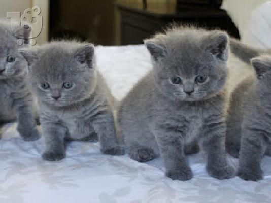 PoulaTo: 11 εβδομάδες British shorthair Blues Διαθέσιμο