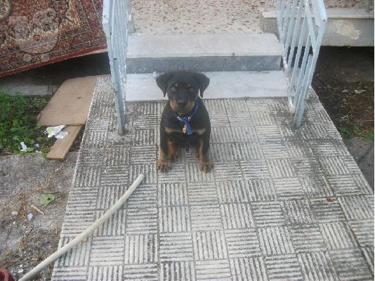 poleite rottweiler