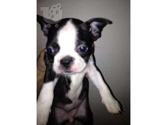 Boston terrier
