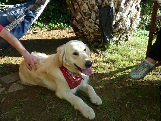 Πωλούνται κουτάβια Golden Retriever (Χρυσός Θηραματοφόρος) Χρυσός Θηραματοφόρος...
