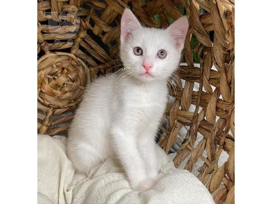 PoulaTo: Khao Manee Kittens