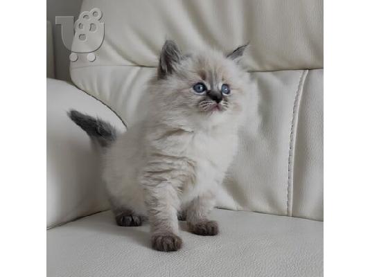 PoulaTo: Γατάκια Ragdoll