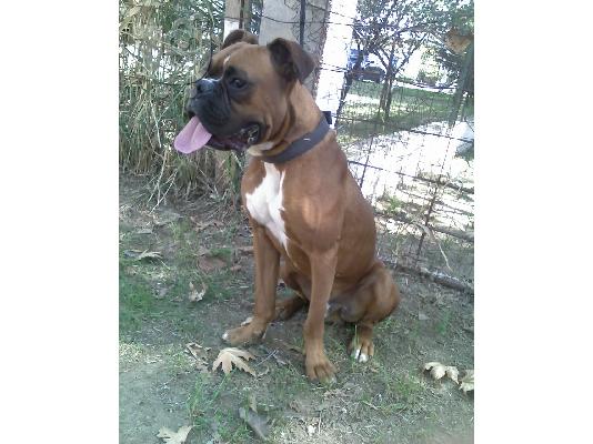 PoulaTo: Ζητηται καθαροαιμο boxer θυληκο για ζευγαρωμα